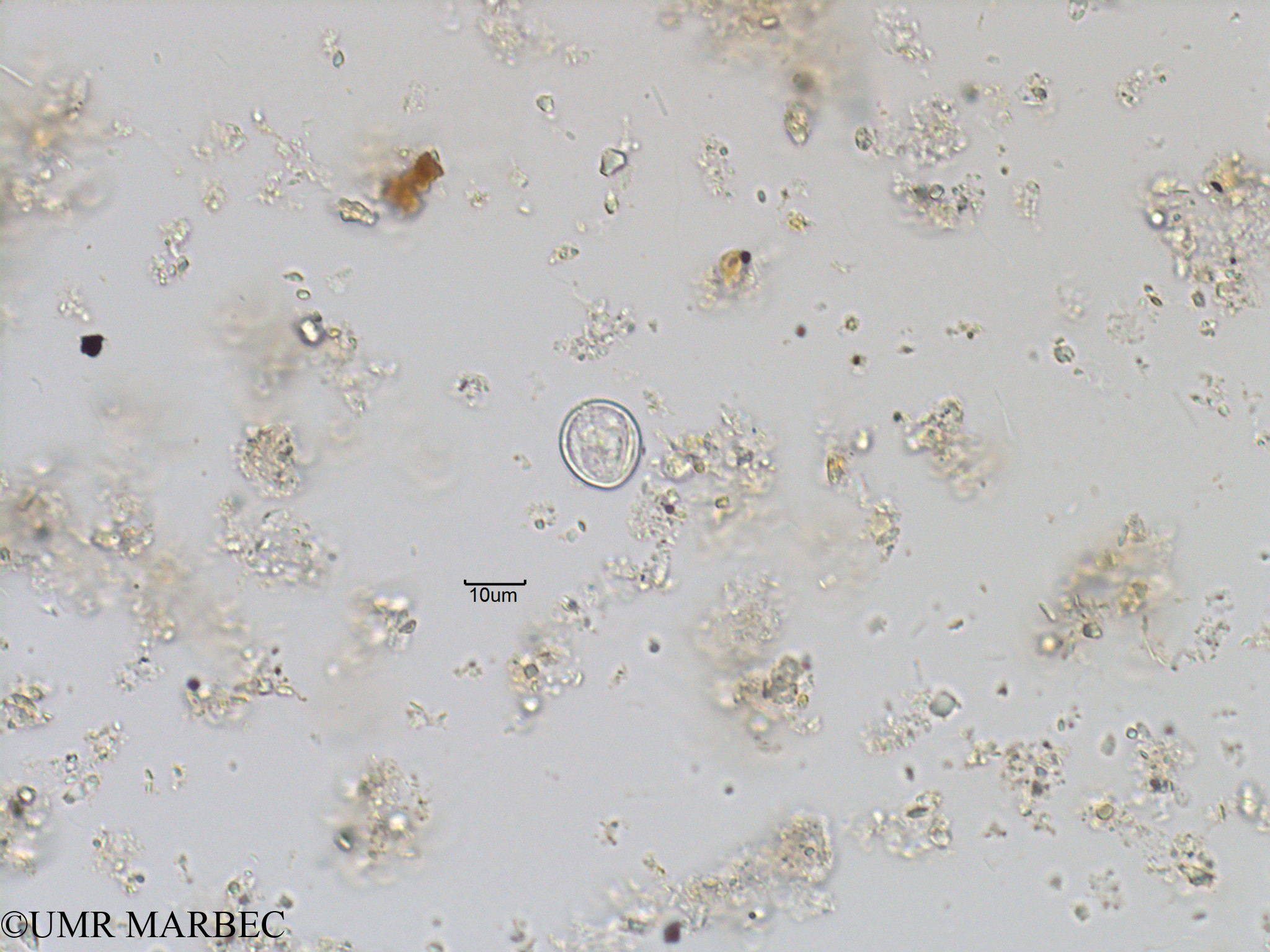 phyto/Bizerte/bizerte_bay/RISCO November 2015/Mesoporos perforatus (Baie_T1C-Mesoporos).tif(copy).jpg